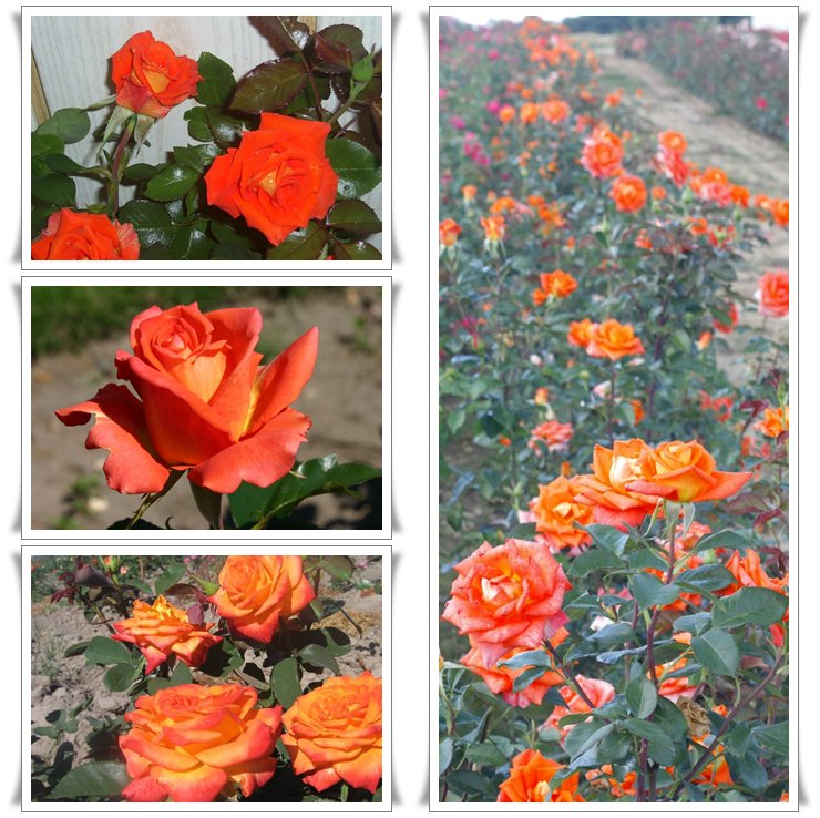 wielkokwiatowe róże pomarańczowe Tanakinom