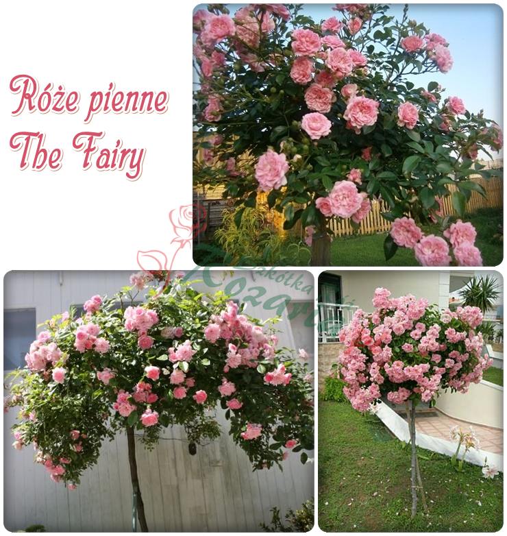 piene roze The Fairy