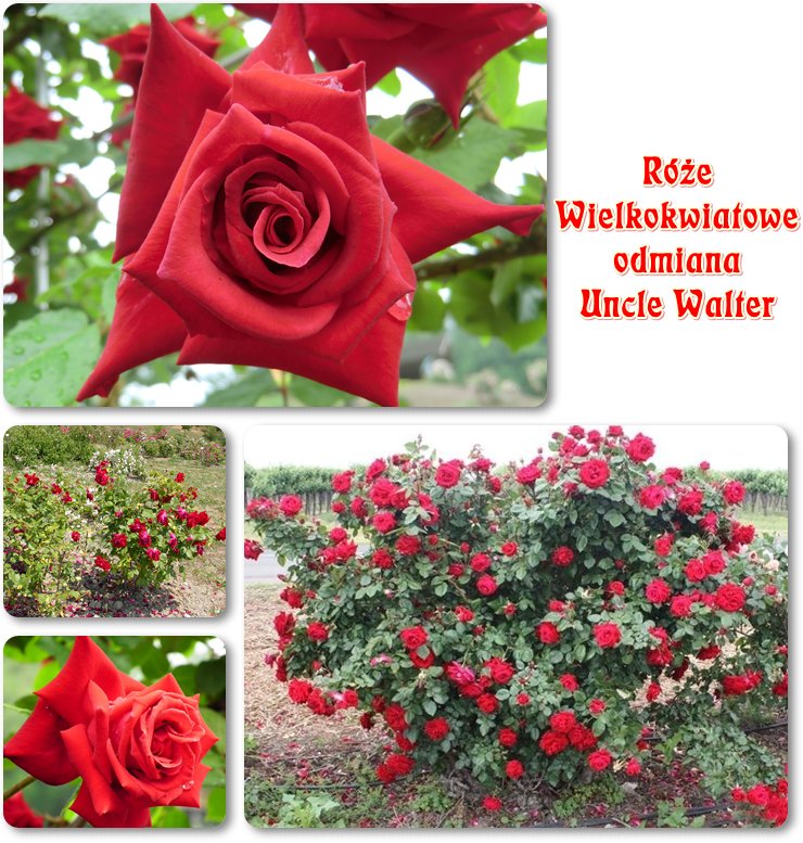 Uncle Walter róże wielkokwiatowe