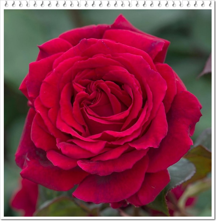 pachnące róże wielkokwiatowe Velvet Fragrance