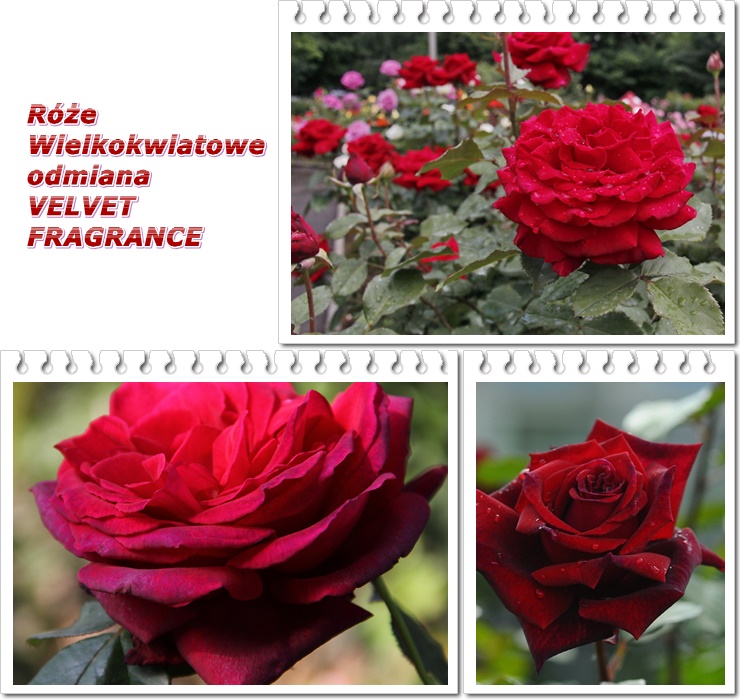 Velvet Fragrance róże wielkokwiatowe