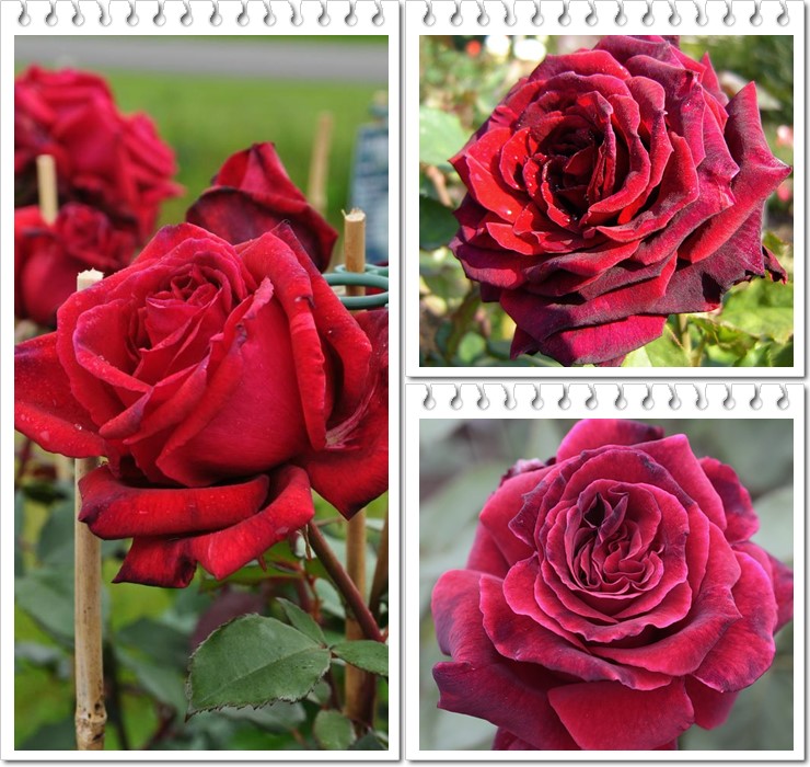 pachnące wielkokwiatowe róże Velvet Fragrance