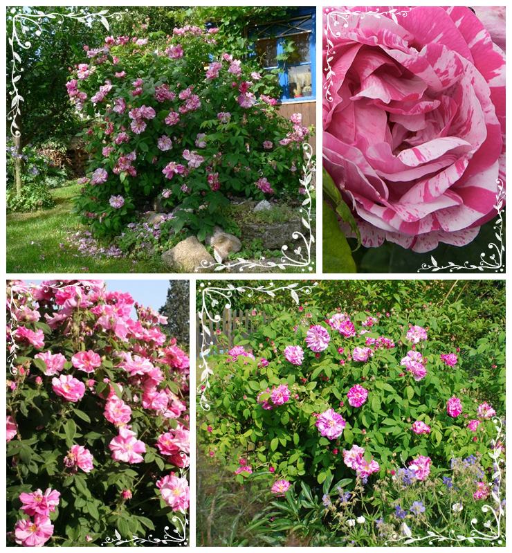 historyczne róże wielobarwne Versicolor