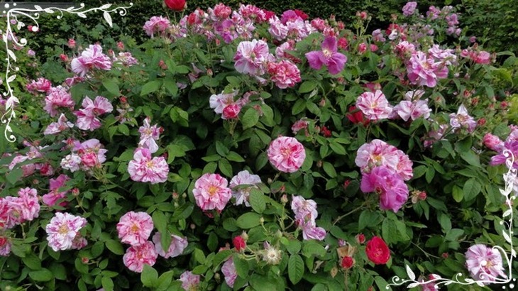 Versicolor Rosa Mundi historyczne róże