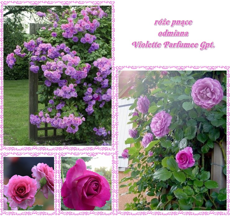 Violette Parfumee pnące róże niebieskie