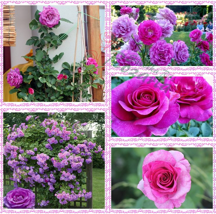 niebieskie róże pnące Violette Parfumee