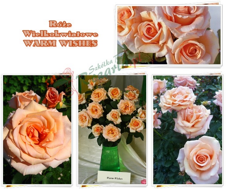 róże wielkokwiatowe Warm Wishes
