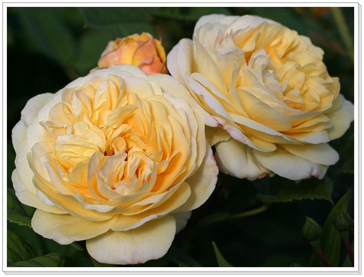 róże angielskie Yellow Charles Austin