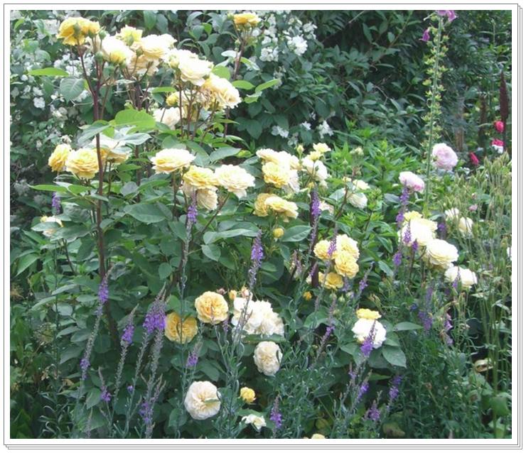 angielskie róże Yellow Charles Austin parkowe