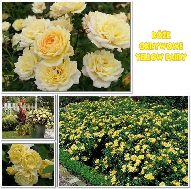 Yellow Fairy roze okrywowe