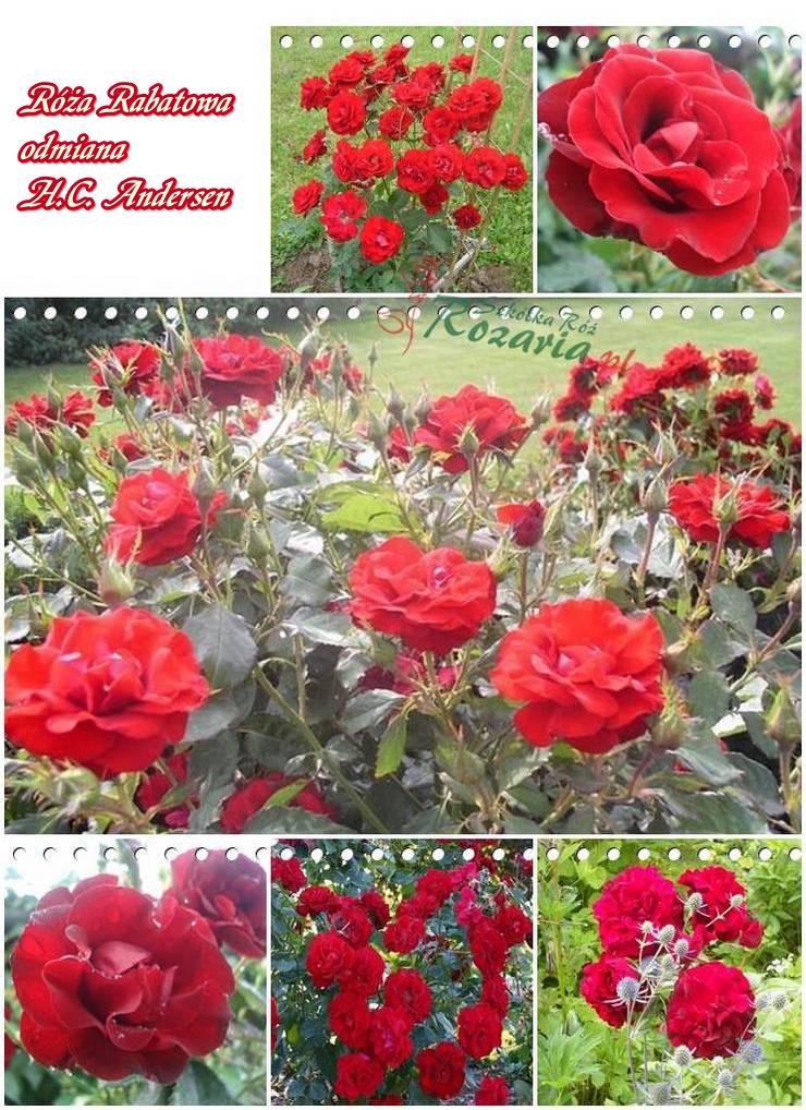 róże rabatowe H.C. Andersen