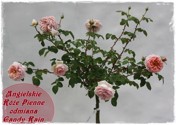 pienne angielskie róże Candy Rain