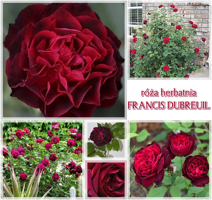 róże herbatnie Francis Dubreuil