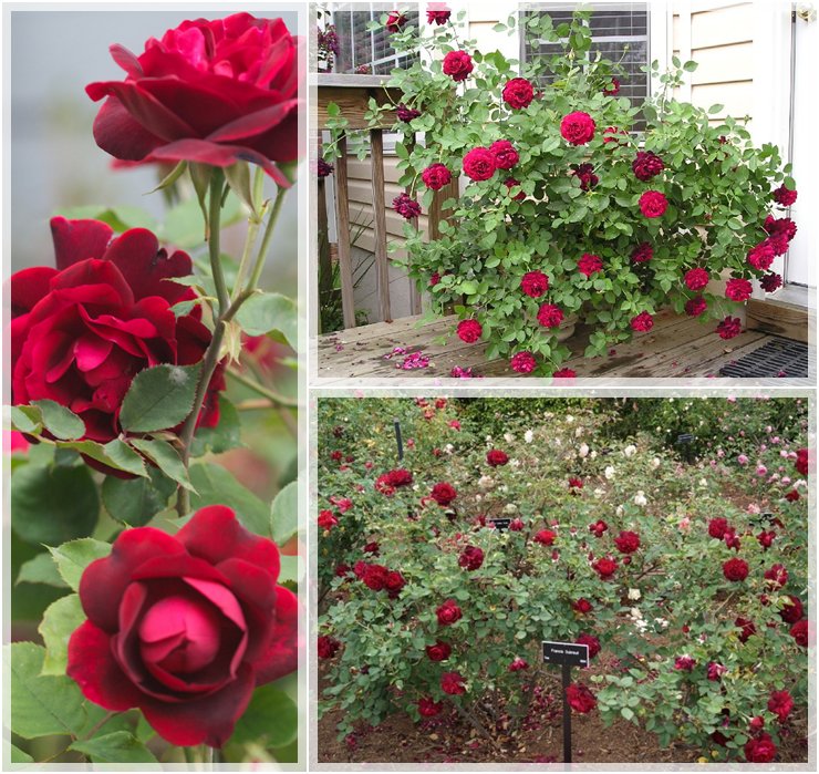 Francis Dubreuil czarne róże herbatnie