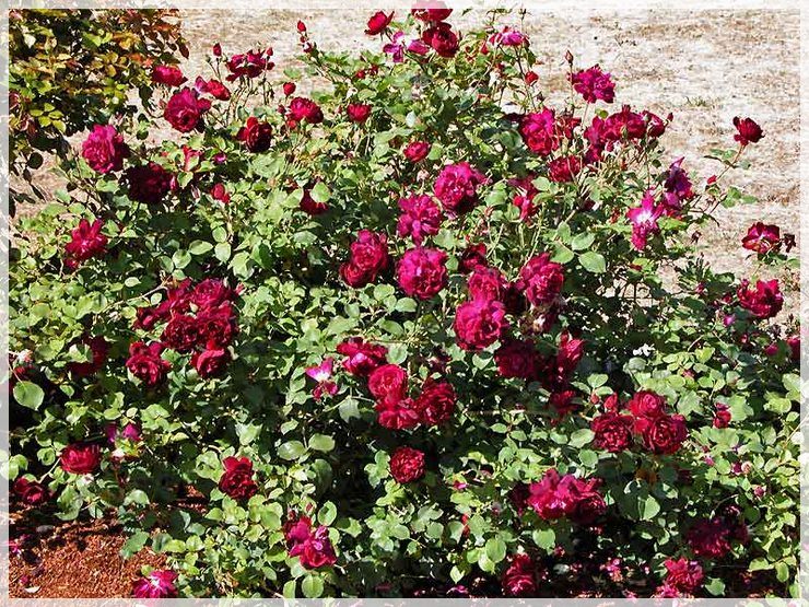 herbatnie  róże Francis Dubreuil