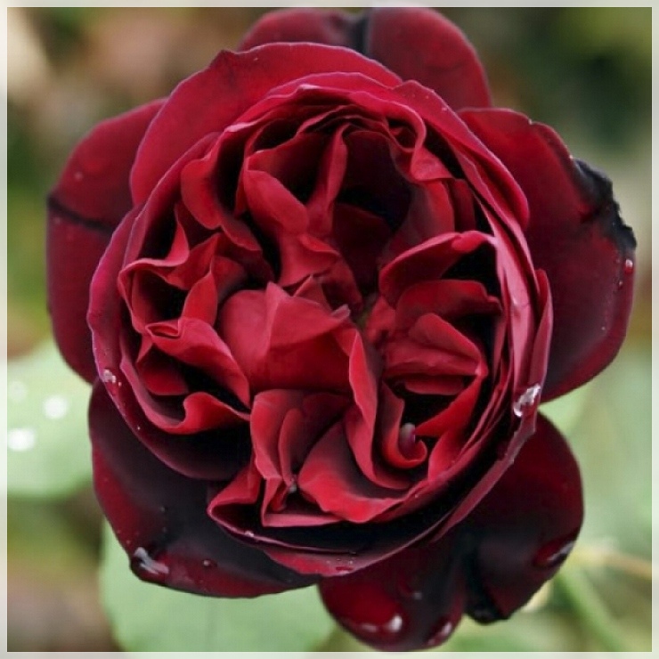 Francis Dubreuil czarne róże herbatnie