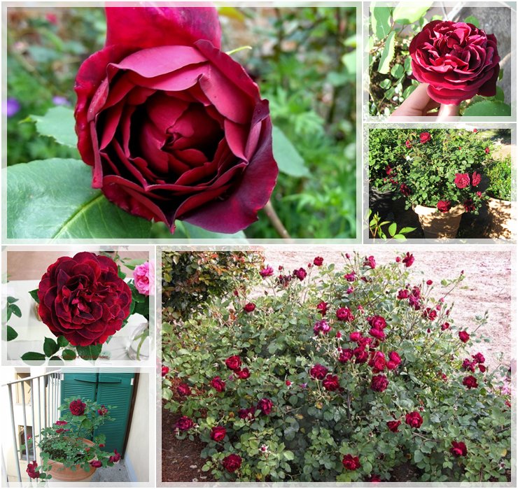 pachnące róże herbatnie Francis Dubreuil
