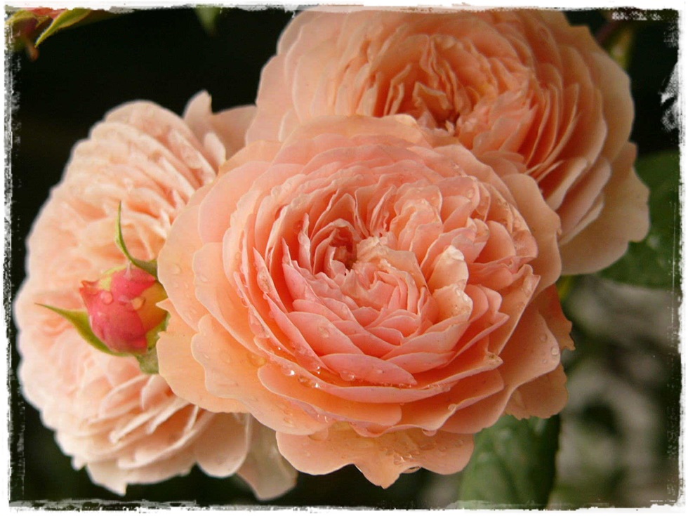 leander róże angielskie parkowo pnące