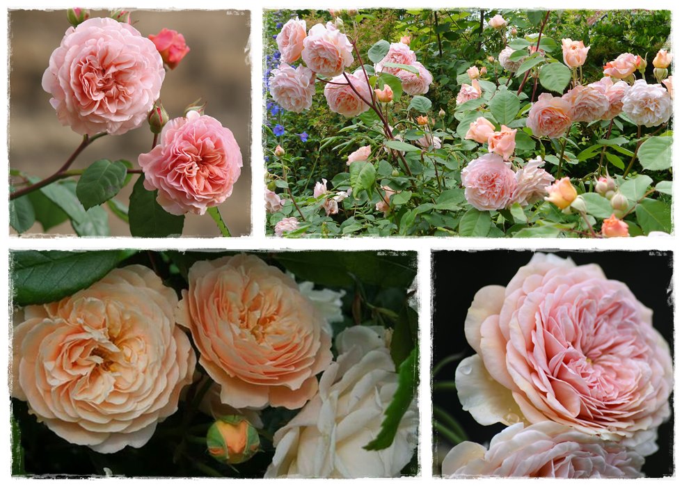 leander angielskie róże