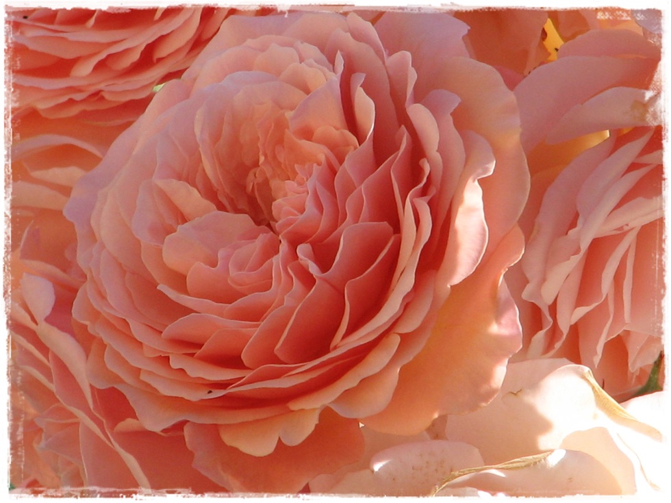 leander piękne róże angielskie