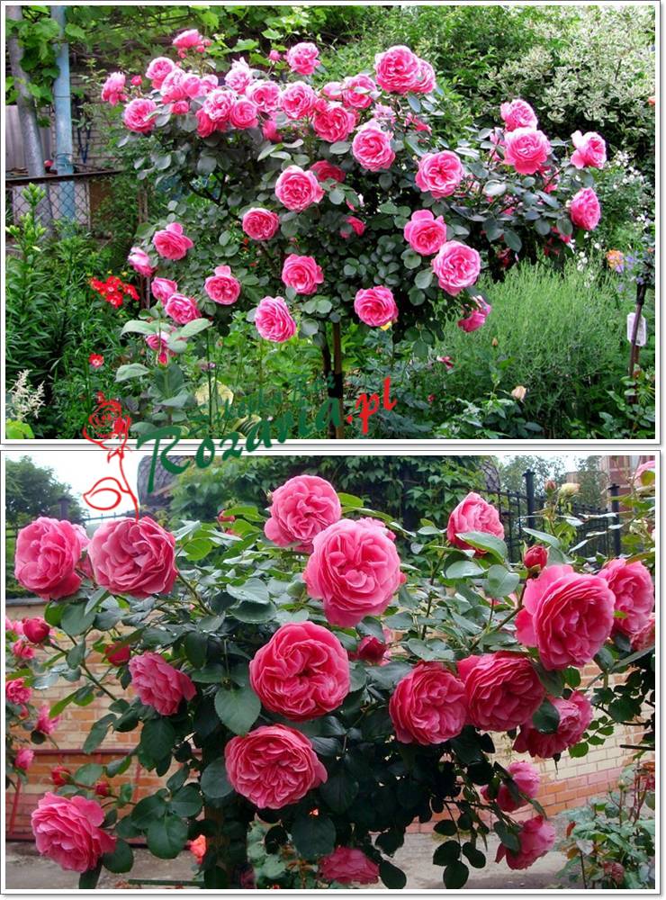 różowe róze pienne Leonardo sa Vinci