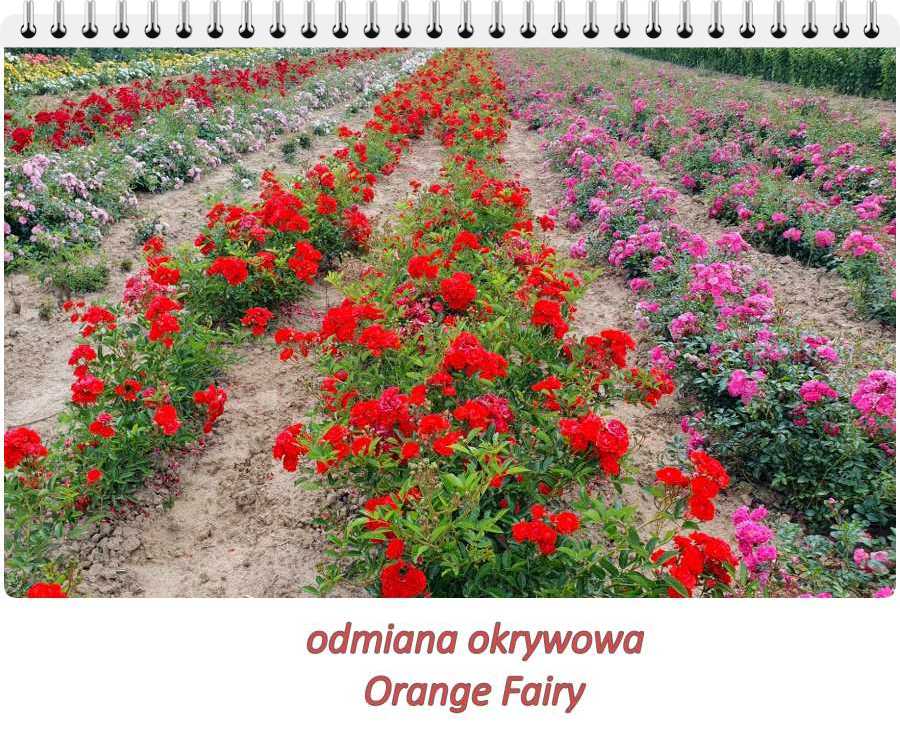 odmiana orange fairy okrywowa