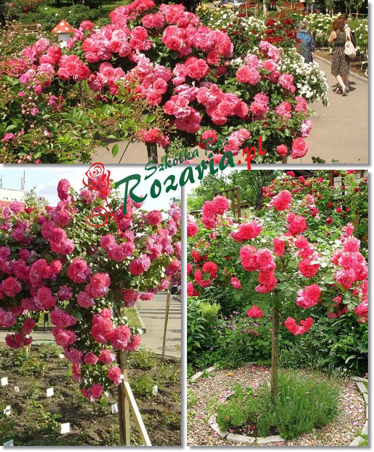 roze rosarium kolaz3