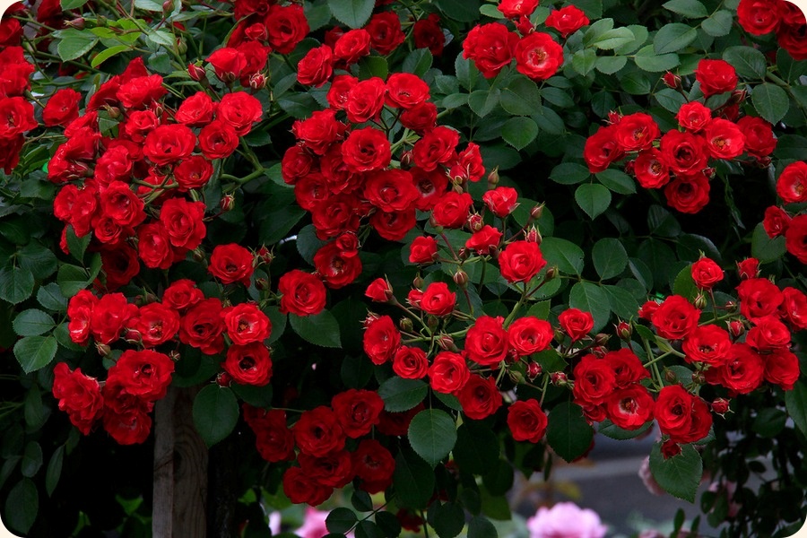 scarlatto czerwone róże okrywowe