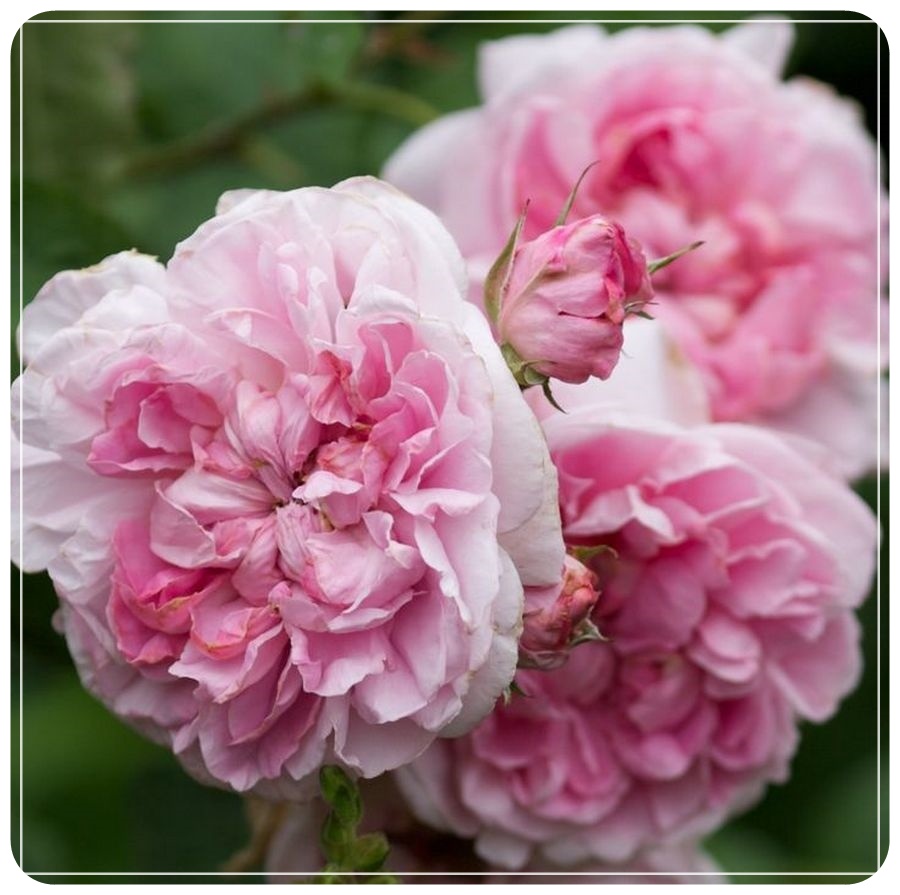 AUSglisten róże angielskie