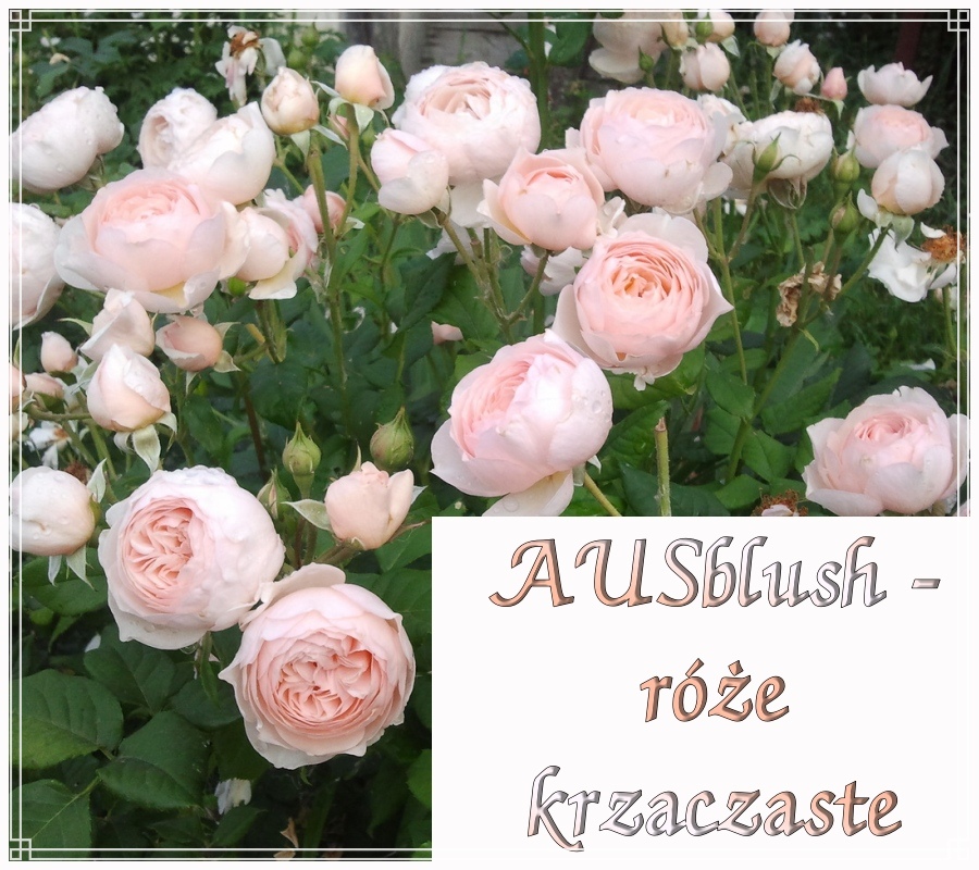 AUSblush róże krzaczaste