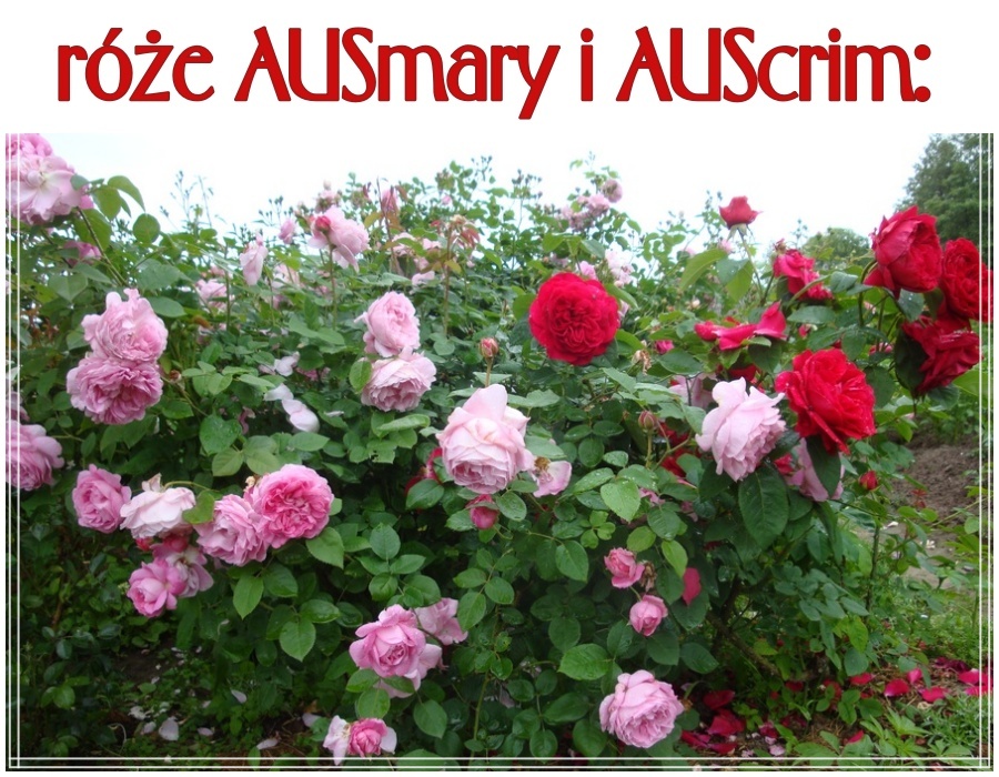 angielska krzaczasta róża auscrim ausmary