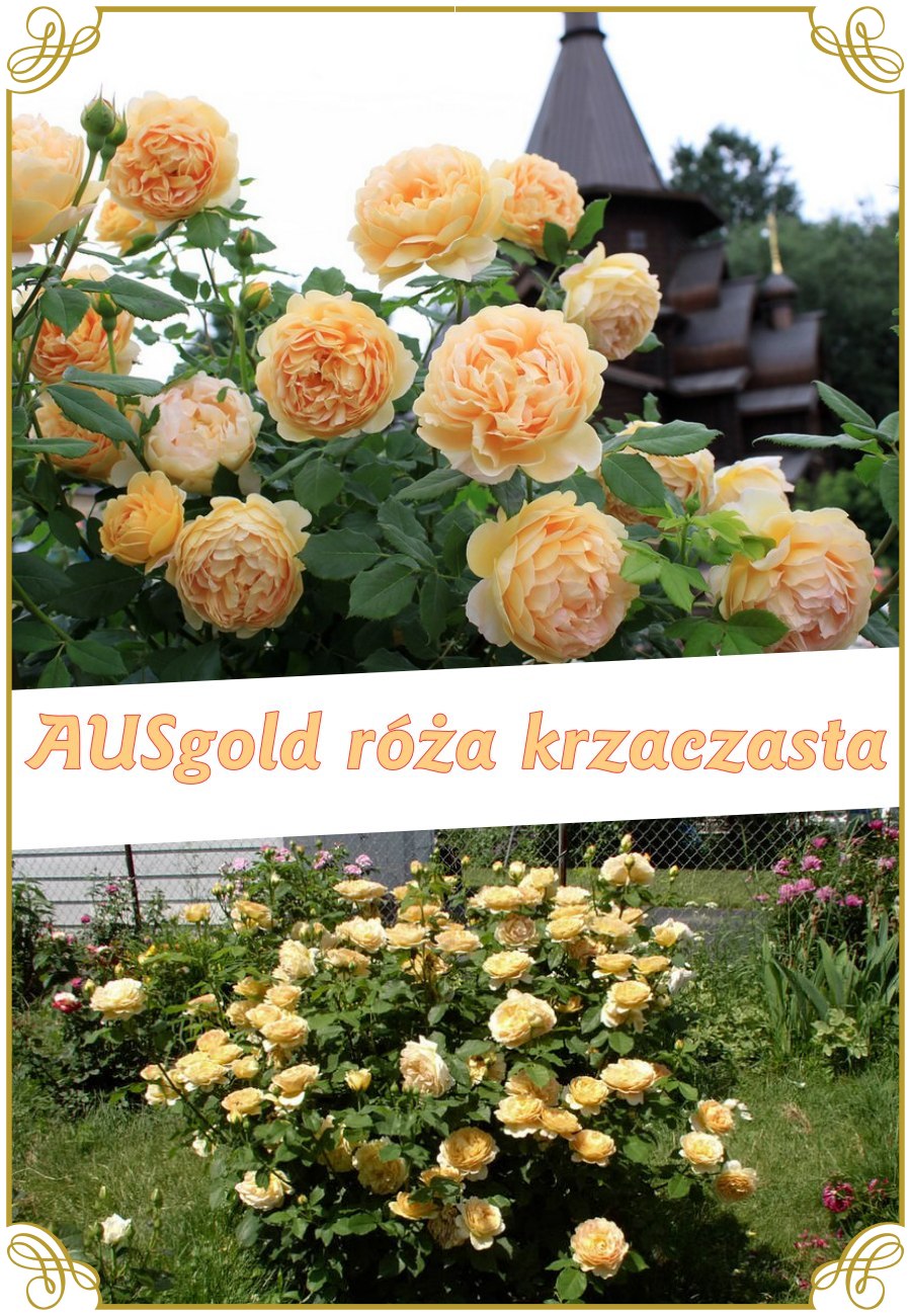 ausgold róża krzaczasta