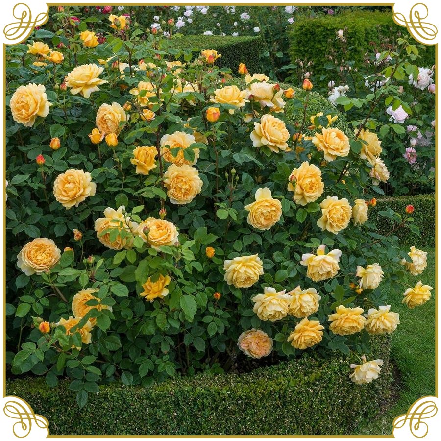 AUSgold róża krzaczasta