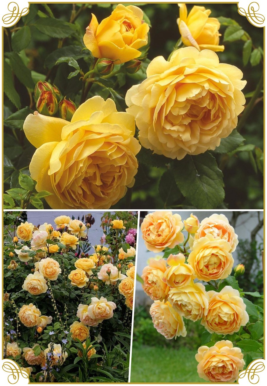 ausgold róża angielska krzaczasta