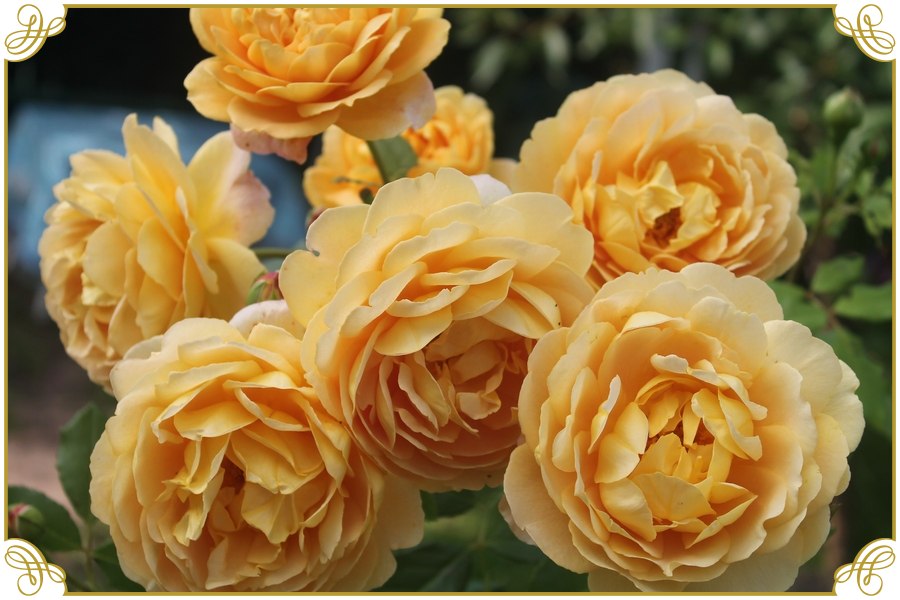 ausgold angielska róża krzaczasta