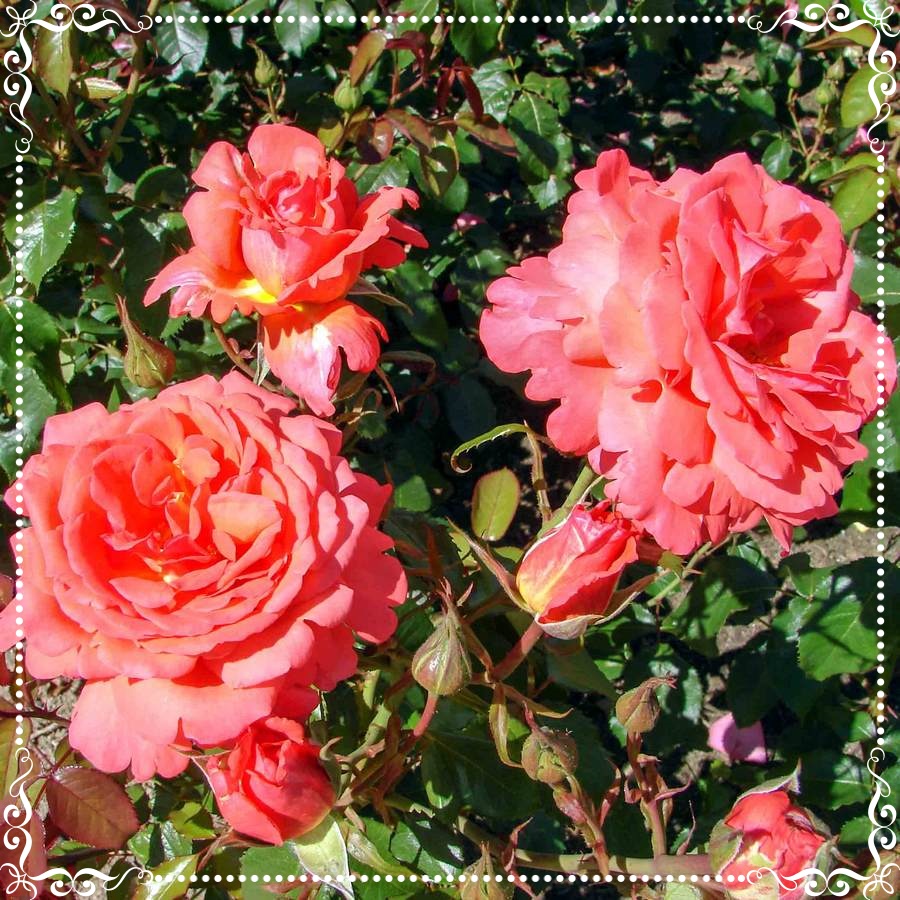 Aachener Dom róże wielkokwiatowe