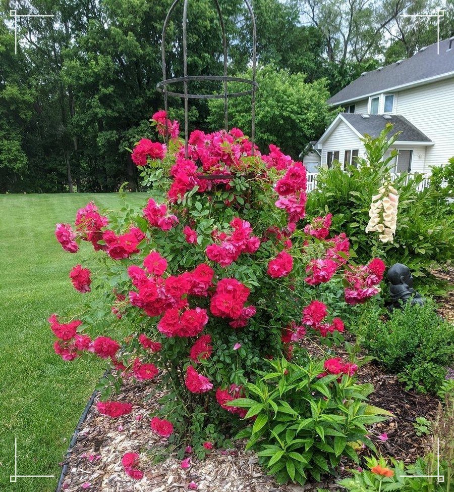 adelaide hoodless odmiana kanadyjska róż