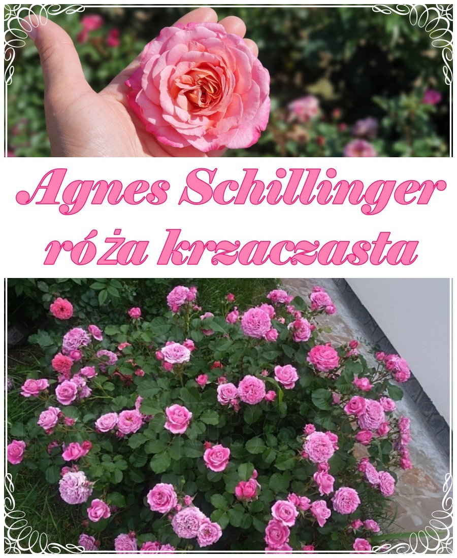 Agnes Schillinger krzaczasta róza