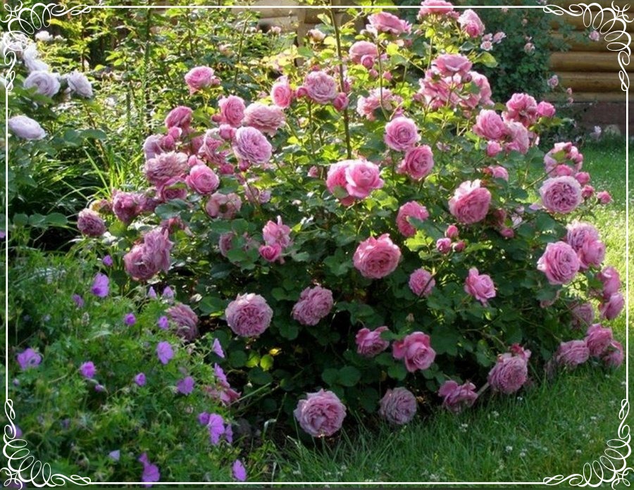 agnes schillinger róża francuska krzaczasta