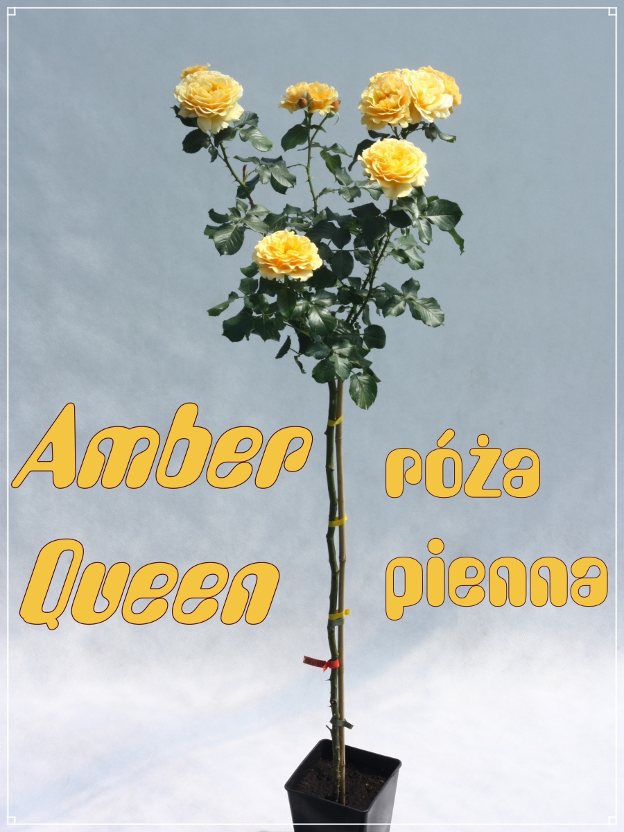 Amber Queen róże pienne