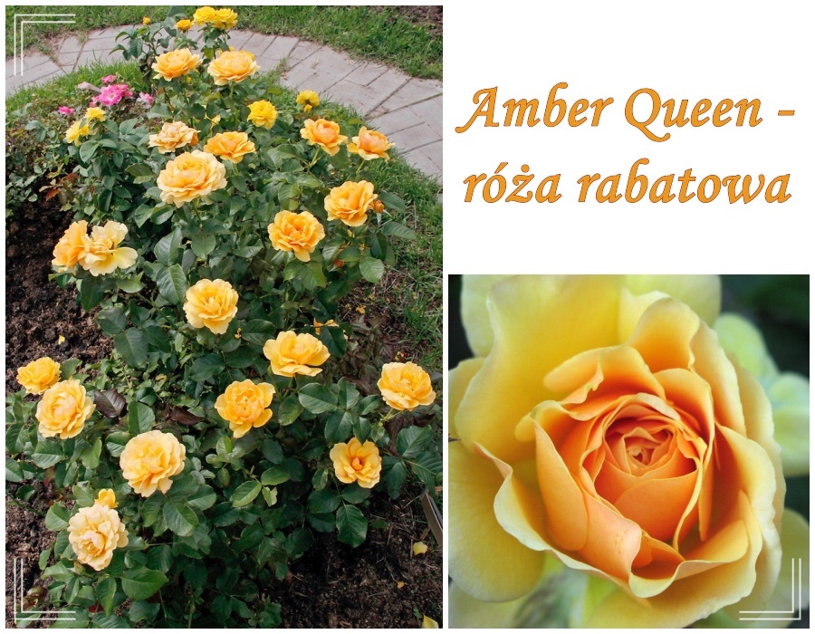 Amber queen róże rabatowe