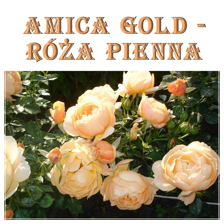 Amica Gold róże pienne