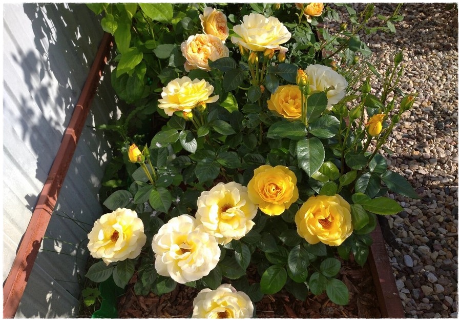 Arthur Bell róże rabatowe