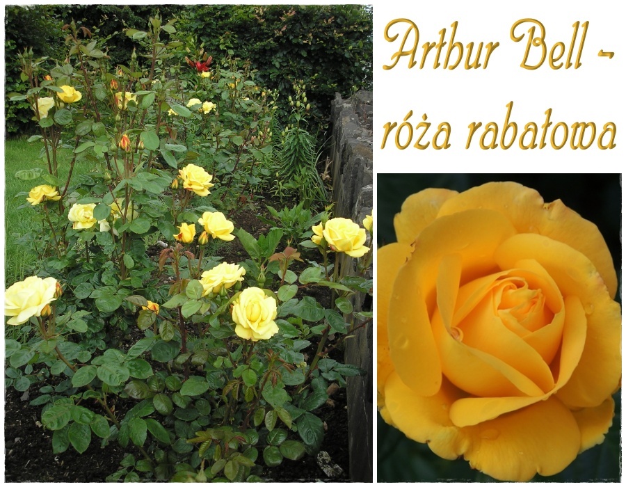 Arthur Bell róże rabatowe