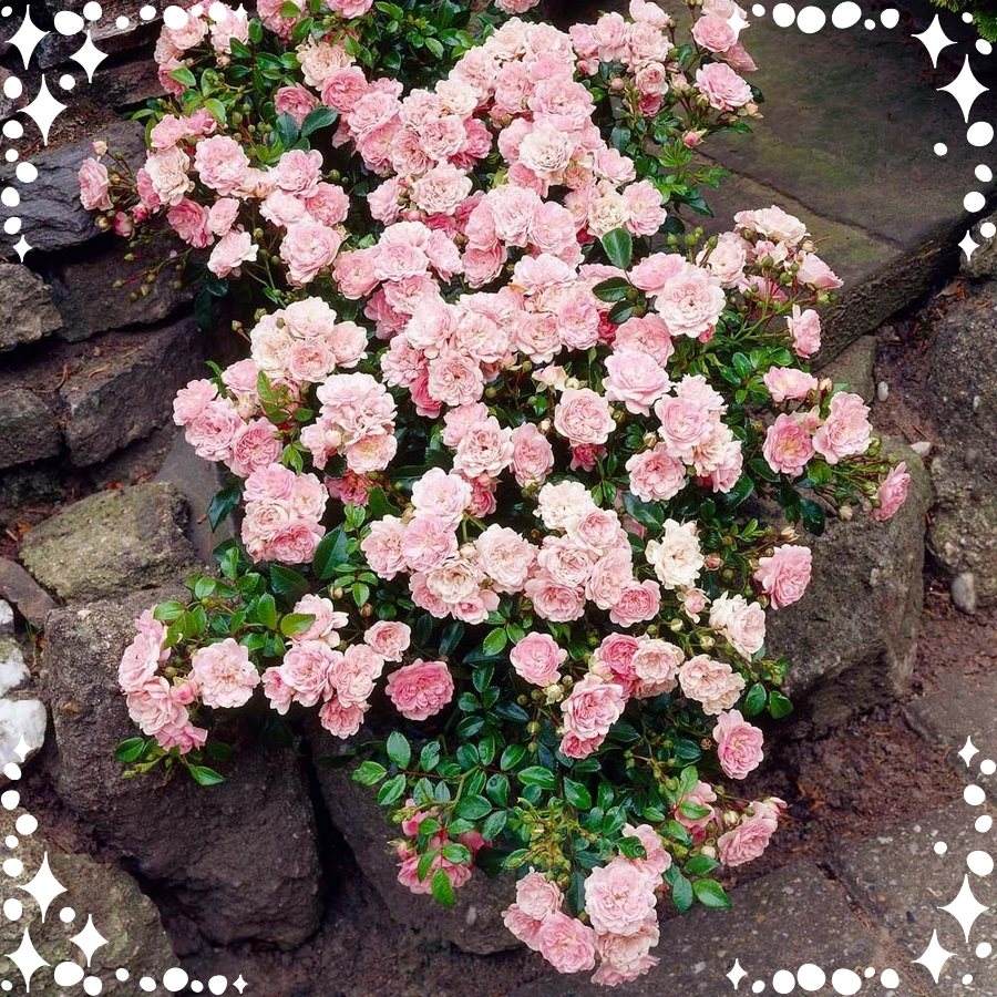 Ashamed Fairy róże okrywowe