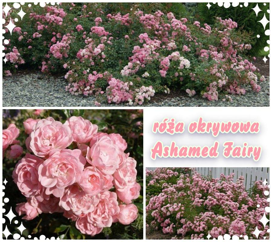 Ashamed Fairy róże okrywowe