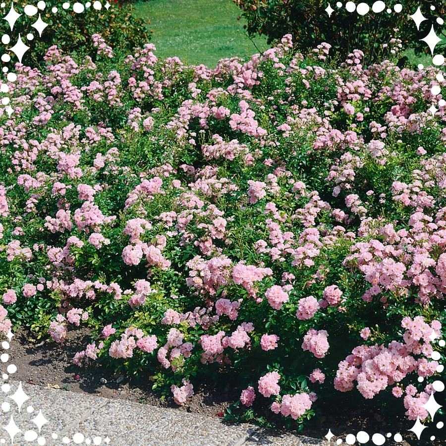 Ashamed Fairy róże okrywowe