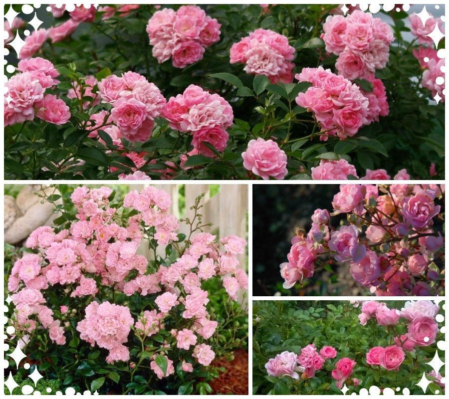 Ashamed Fairy róże okrywowe