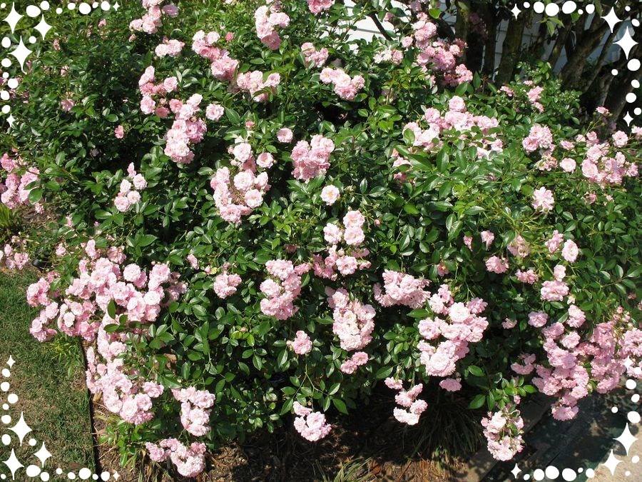 Ashamed Fairy róże okrywowe