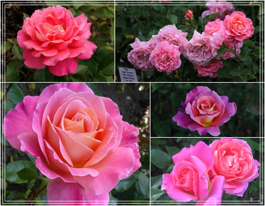 Audrey Wilcox róże wielkokwiatowe